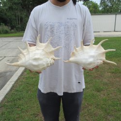 Two piece 13" Giant Spider Conch Shell 