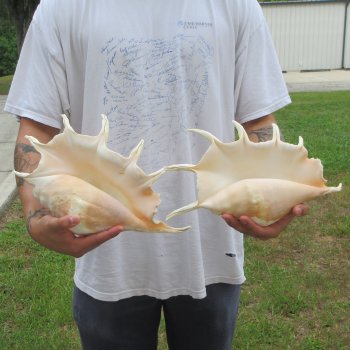 Two piece 13" Giant Spider Conch Shell 