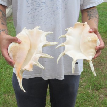 Two piece 13" Giant Spider Conch Shell 