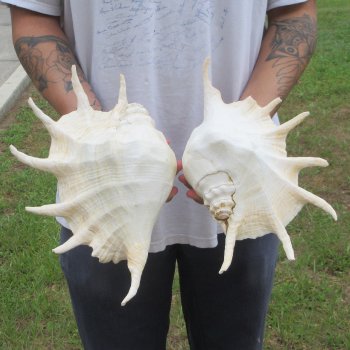 Two piece 13" Giant Spider Conch Shell 