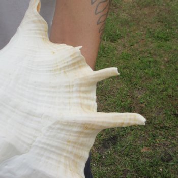 Two piece 13" Giant Spider Conch Shell 