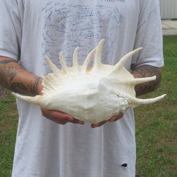  14" Giant Spider Conch 