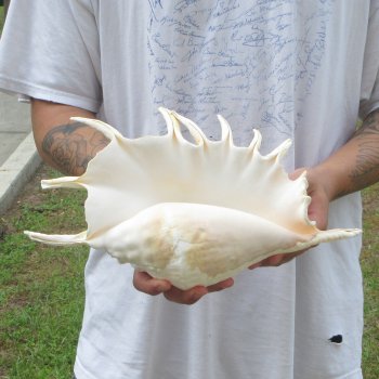  14" Giant Spider Conch 