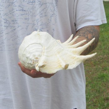  14" Giant Spider Conch 