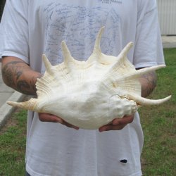  14" Giant Spider Conch 