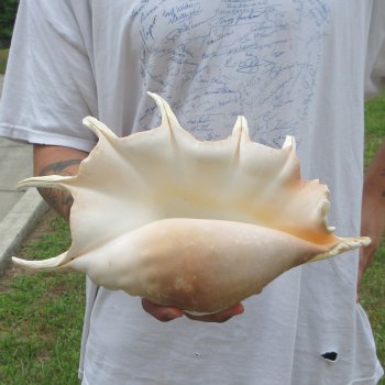  14" Giant Spider Conch 