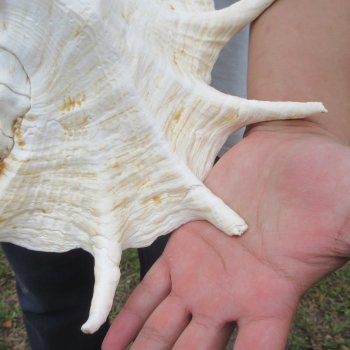  14" Giant Spider Conch 
