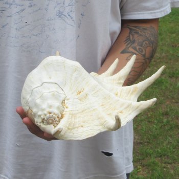 14" Giant Spider Conch 