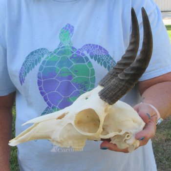 9" Mountain Reedbuck Skull with 6-1/2" Horns