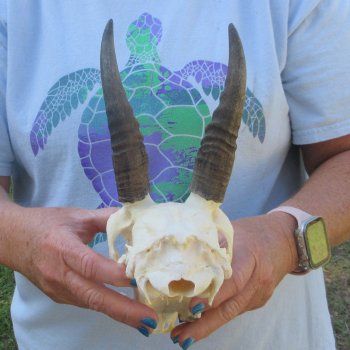 9" Mountain Reedbuck Skull with 6-1/2" Horns