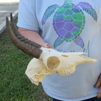 9" Mountain Reedbuck Skull with 6-1/2" Horns