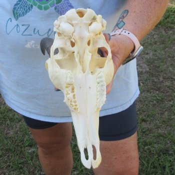 9" Mountain Reedbuck Skull with 6-1/2" Horns