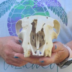 B-Grade Sheep Skull, 9" long, No Horns 