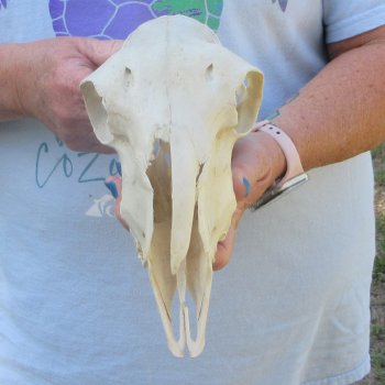 B-Grade Sheep Skull, 9" long, No Horns 