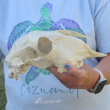 B-Grade Sheep Skull, 9" long, No Horns 