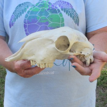 B-Grade Sheep Skull, 9" long, No Horns 