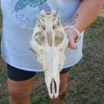 B-Grade Sheep Skull, 9" long, No Horns 