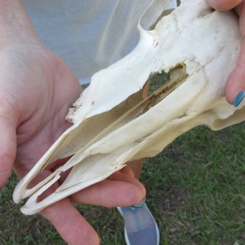 B-Grade Sheep Skull, 9" long, No Horns 