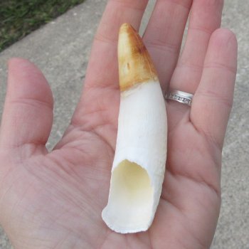  Alligator Tooth 4"