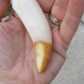  Alligator Tooth 4"