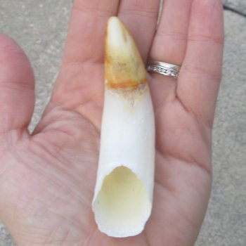  Alligator Tooth 4"