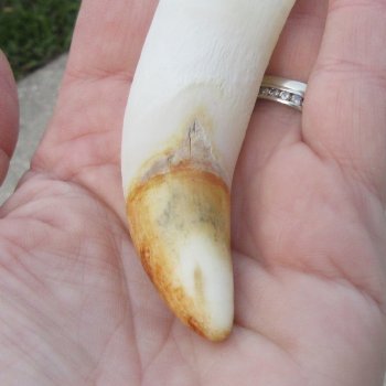  Alligator Tooth 4"