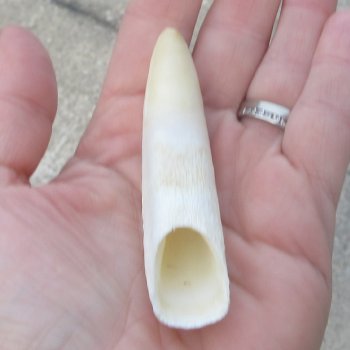  Alligator Tooth 3-3/4"