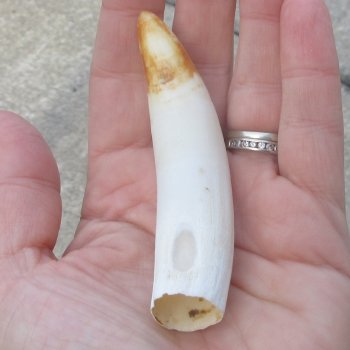  Alligator Tooth 3-3/4"