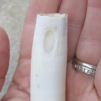  Alligator Tooth 3-3/4"