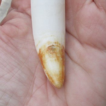  Alligator Tooth 3-3/4"