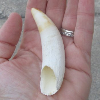  Alligator Tooth 3-3/4"