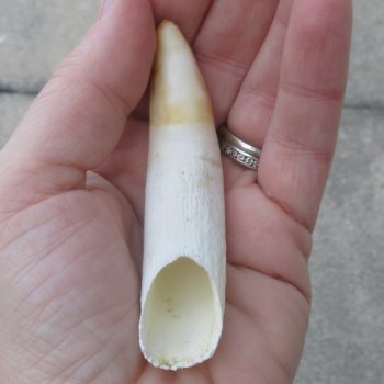  Alligator Tooth 3-3/4"