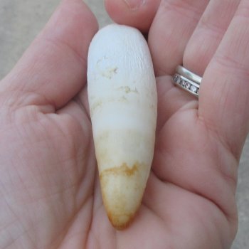  Alligator Tooth 3-3/4"