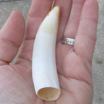  Alligator Tooth 3-3/4"