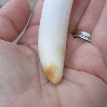  Alligator Tooth 3-3/4"
