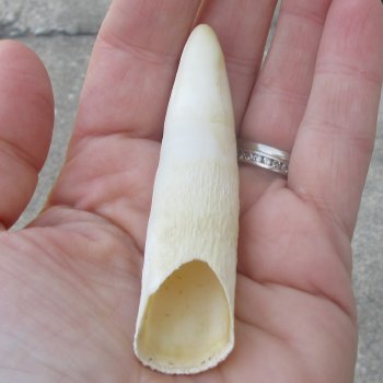  Alligator Tooth 3-1/2"