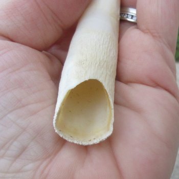  Alligator Tooth 3-1/2"
