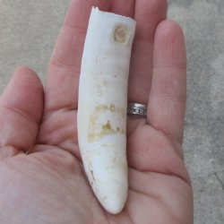 Alligator Tooth 4&q...