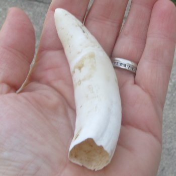  Alligator Tooth 4"