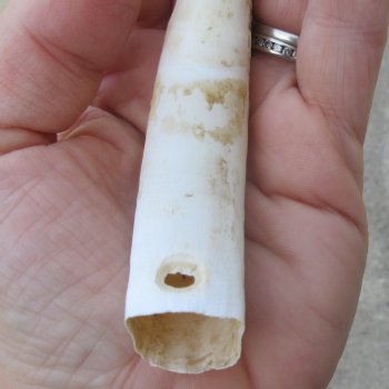  Alligator Tooth 4"