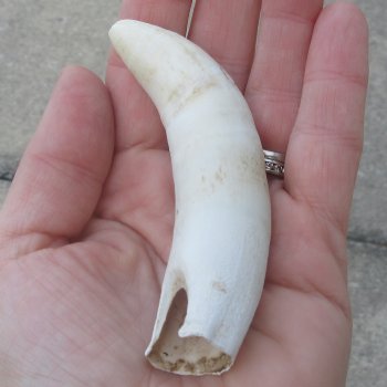  Alligator Tooth 4"