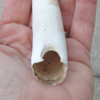  Alligator Tooth 4"