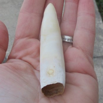  Alligator Tooth 3-1/2"