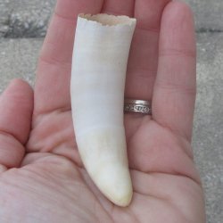 Alligator Tooth 3-1...