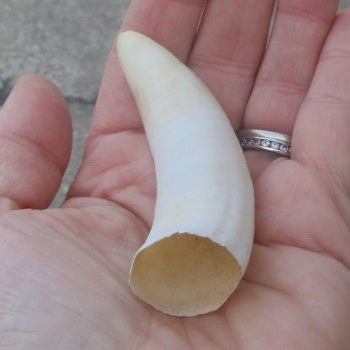 Alligator Tooth 3-1/2"