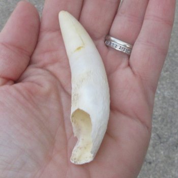  Alligator Tooth 3-1/2"