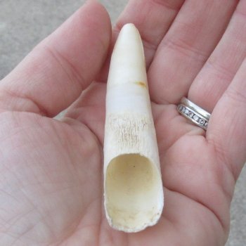  Alligator Tooth 3-1/2"