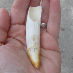 Alligator Tooth 3-1...