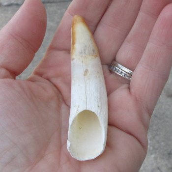  Alligator Tooth 3-1/2"