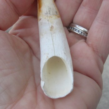  Alligator Tooth 3-1/2"